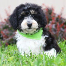 Aussiedoodle Puppy Ava