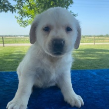 Labrador Retriever Puppy Heather