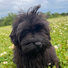 Cockapoo Puppy Merlin