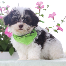 Havanese Puppy Amy