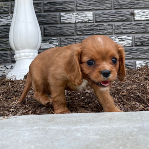 Cavalier King Charles Spaniel Puppy Julie