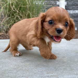 Cavalier King Charles Spaniel Puppy Julie