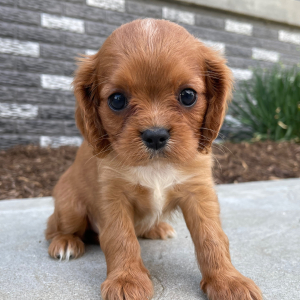 Cavalier King Charles Spaniel Puppy Julie