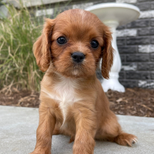 Cavalier King Charles Spaniel Puppy Julie