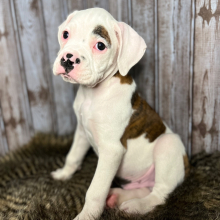 Boxer Puppy Chase