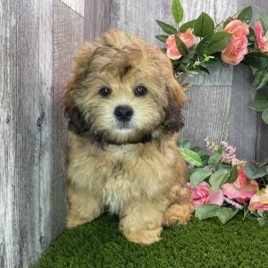 Shihpoo Puppy Kody