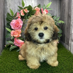 Shihpoo Puppy Kody