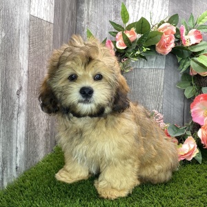Shihpoo Puppy Kody