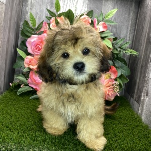 Shihpoo Puppy Kody