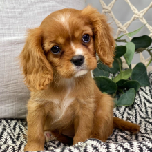 Cavalier King Charles Spaniel Puppy Goldie