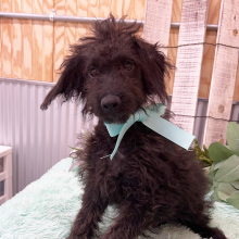 Aussiedoodle Puppy Oscar