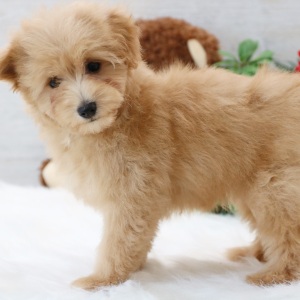 Pomapoo Puppy Buddy