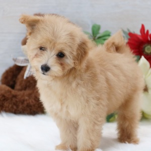 Pomapoo Puppy Buddy