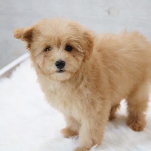 Pomapoo Puppy Buddy