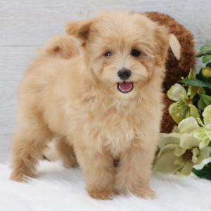 Pomapoo Puppy Buddy