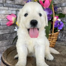 Golden Retriever Puppy Lane