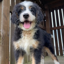 Bernedoodle Puppy Malcom
