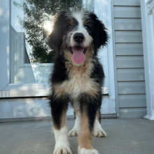 Bernedoodle Puppy Malcom