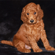 Poodle Puppy Eric