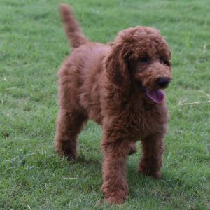 Poodle Puppy Eric