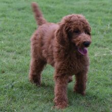 Poodle Puppy Eric