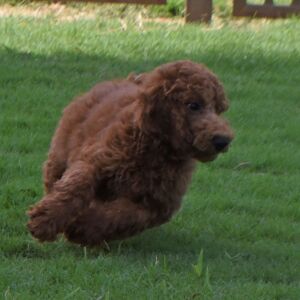 Poodle Puppy Eric