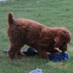 Poodle Puppy Eric