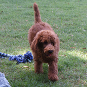 Poodle Puppy Eric