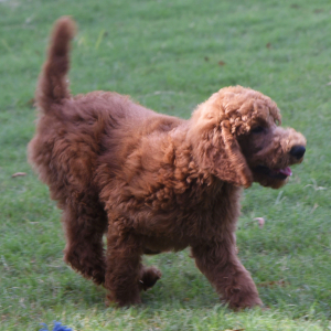 Poodle Puppy Eric