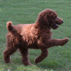 Poodle Puppy Eric