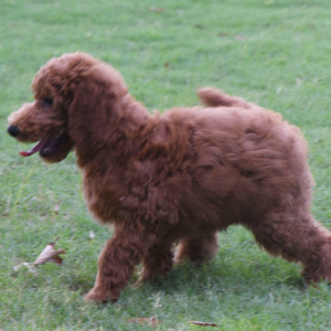 Poodle Puppy Eric