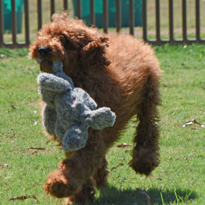 Poodle Puppy Eric