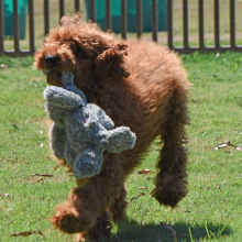 Poodle Puppy Eric