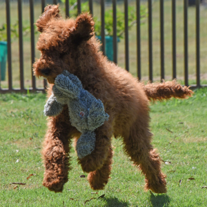 Poodle Puppy Eric