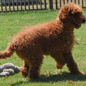Poodle Puppy Eric