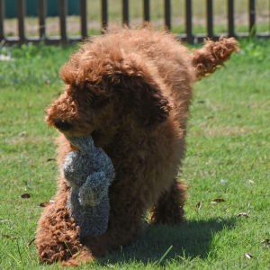 Poodle Puppy Eric