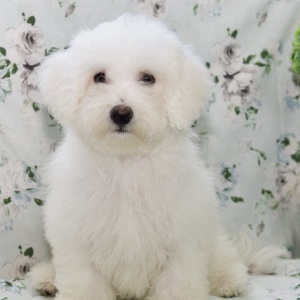 Bichon Frise Puppy Tucker