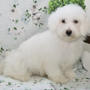 Bichon Frise Puppy Tucker
