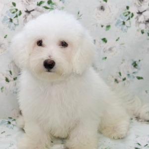 Bichon Frise Puppy Tucker