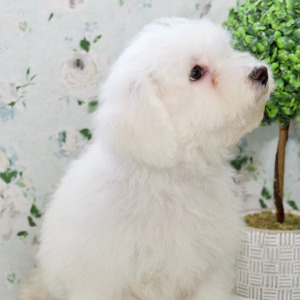 Bichon Frise Puppy Tucker