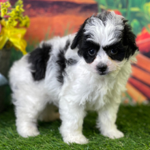 Aussiedoodle Puppy Stella