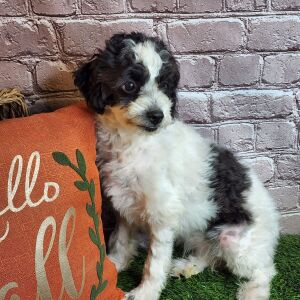 Aussiedoodle Puppy Stella