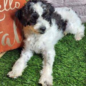 Aussiedoodle Puppy Stella