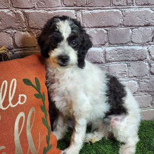 Aussiedoodle Puppy Stella