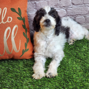 Aussiedoodle Puppy Stella