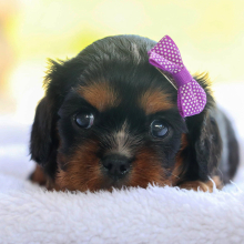 Cavalier King Charles Spaniel Puppy Galaxy