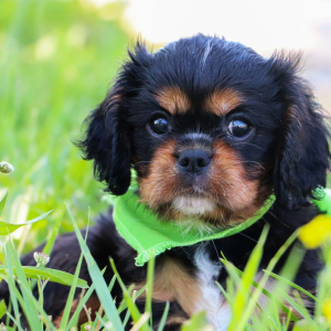 Cavalier King Charles Spaniel Puppy Galaxy