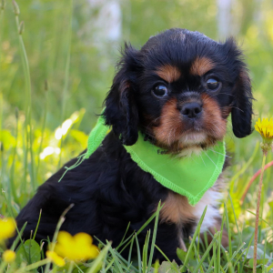 Cavalier King Charles Spaniel Puppy Galaxy
