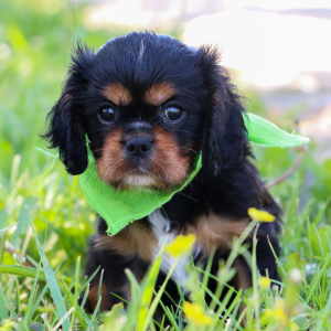 Cavalier King Charles Spaniel Puppy Galaxy
