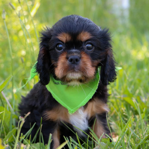 Cavalier King Charles Spaniel Puppy Galaxy